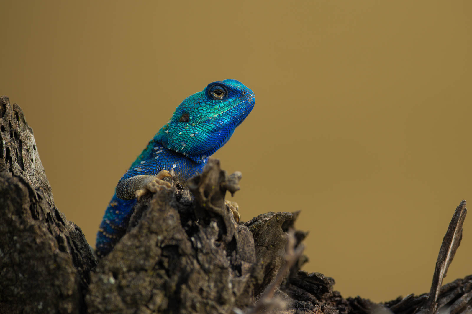 AFZ 3835 &mdash; Birds of Ilora Retreats, Masai Mara