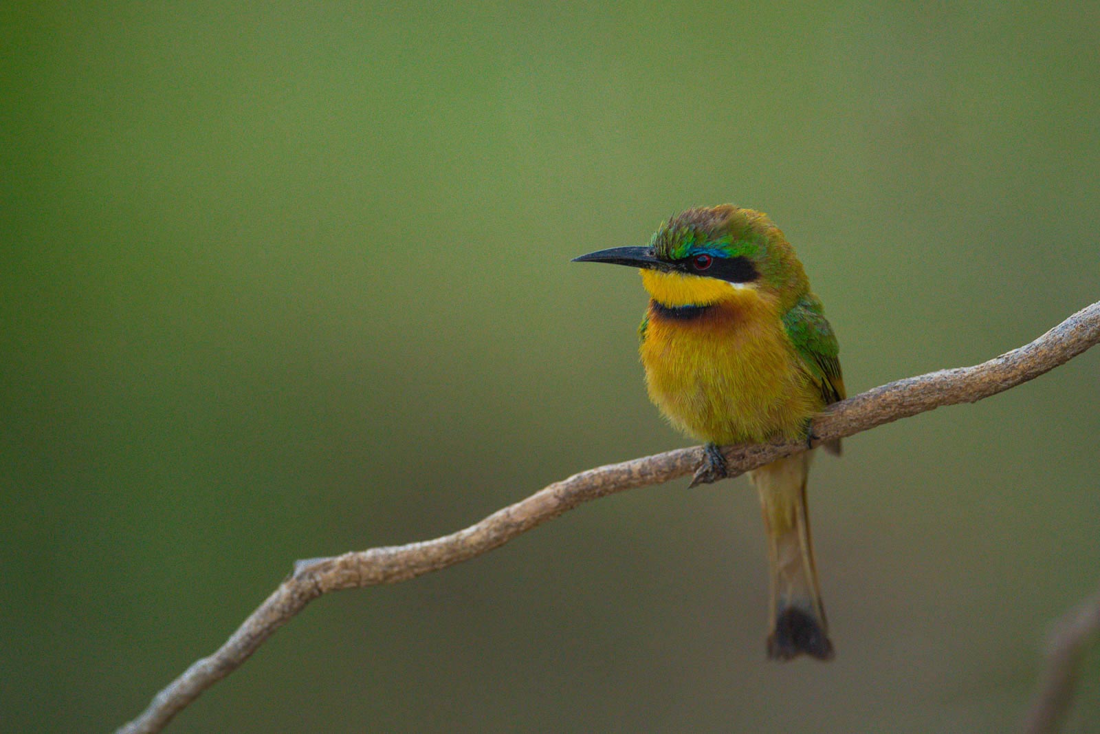 D5A 1255 &mdash; Birds of Ilora Retreats, Masai Mara