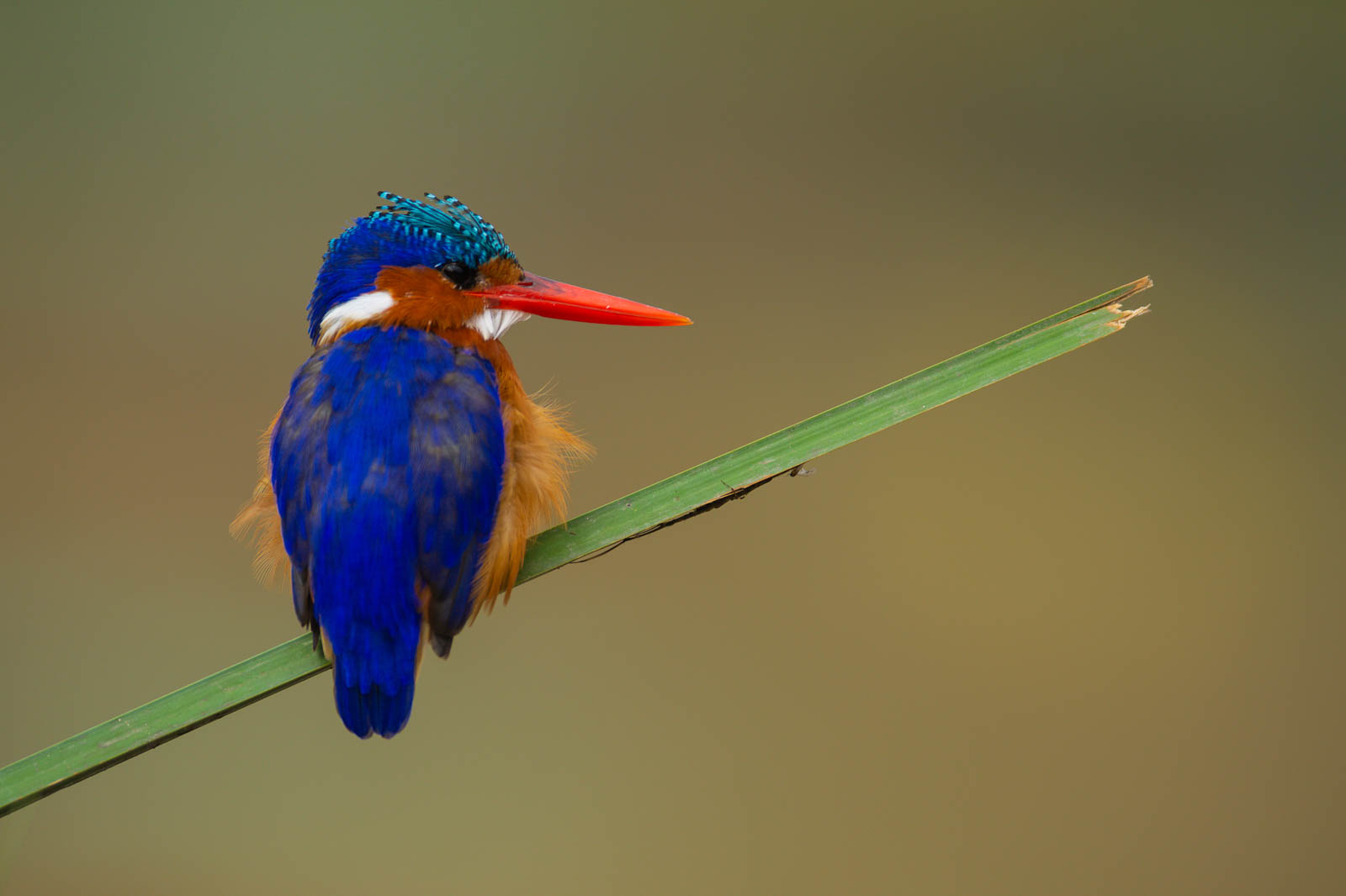 D5A 3254 &mdash; Birds of Ilora Retreats, Masai Mara
