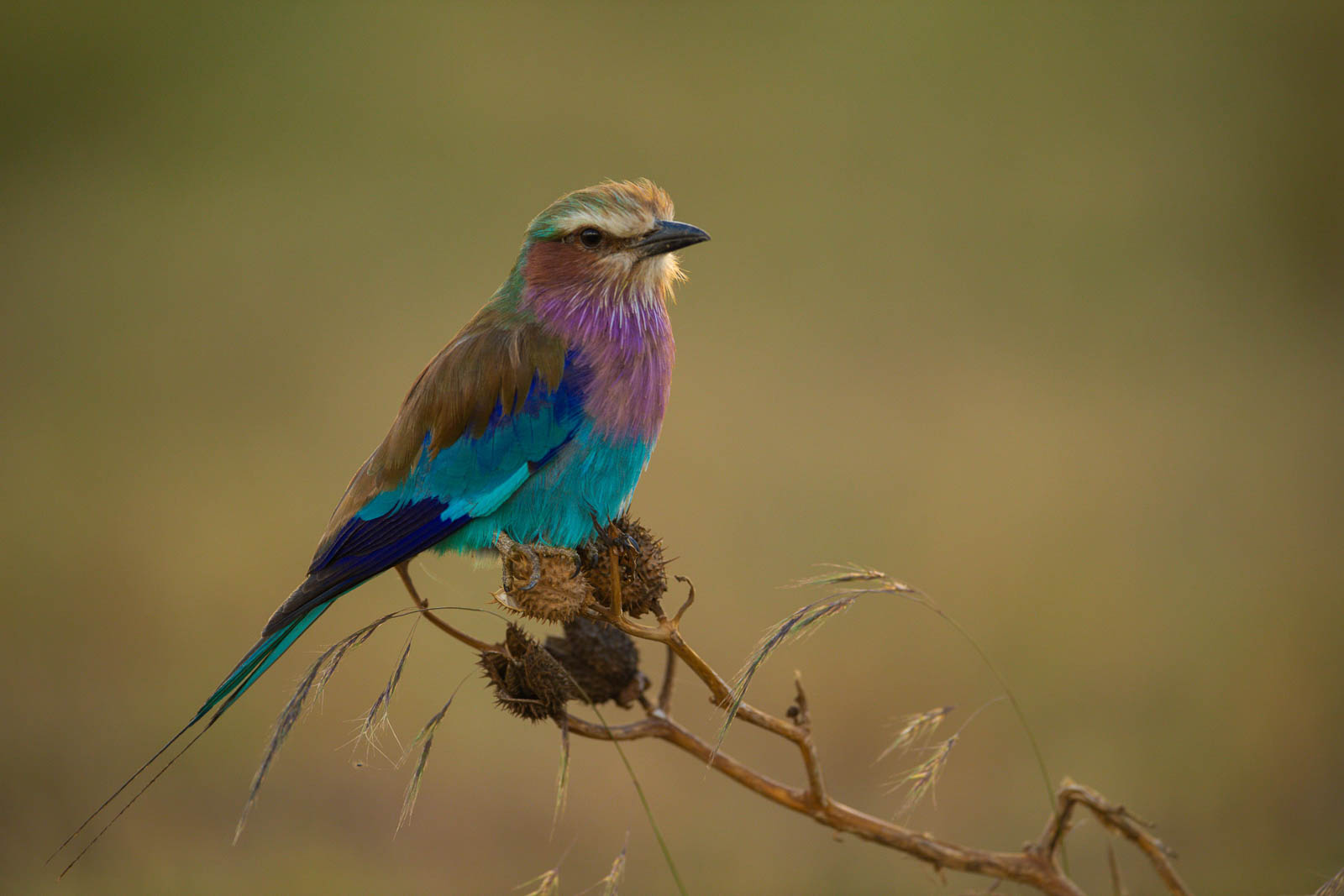 D5A 7598 &mdash; Birds of Ilora Retreats, Masai Mara