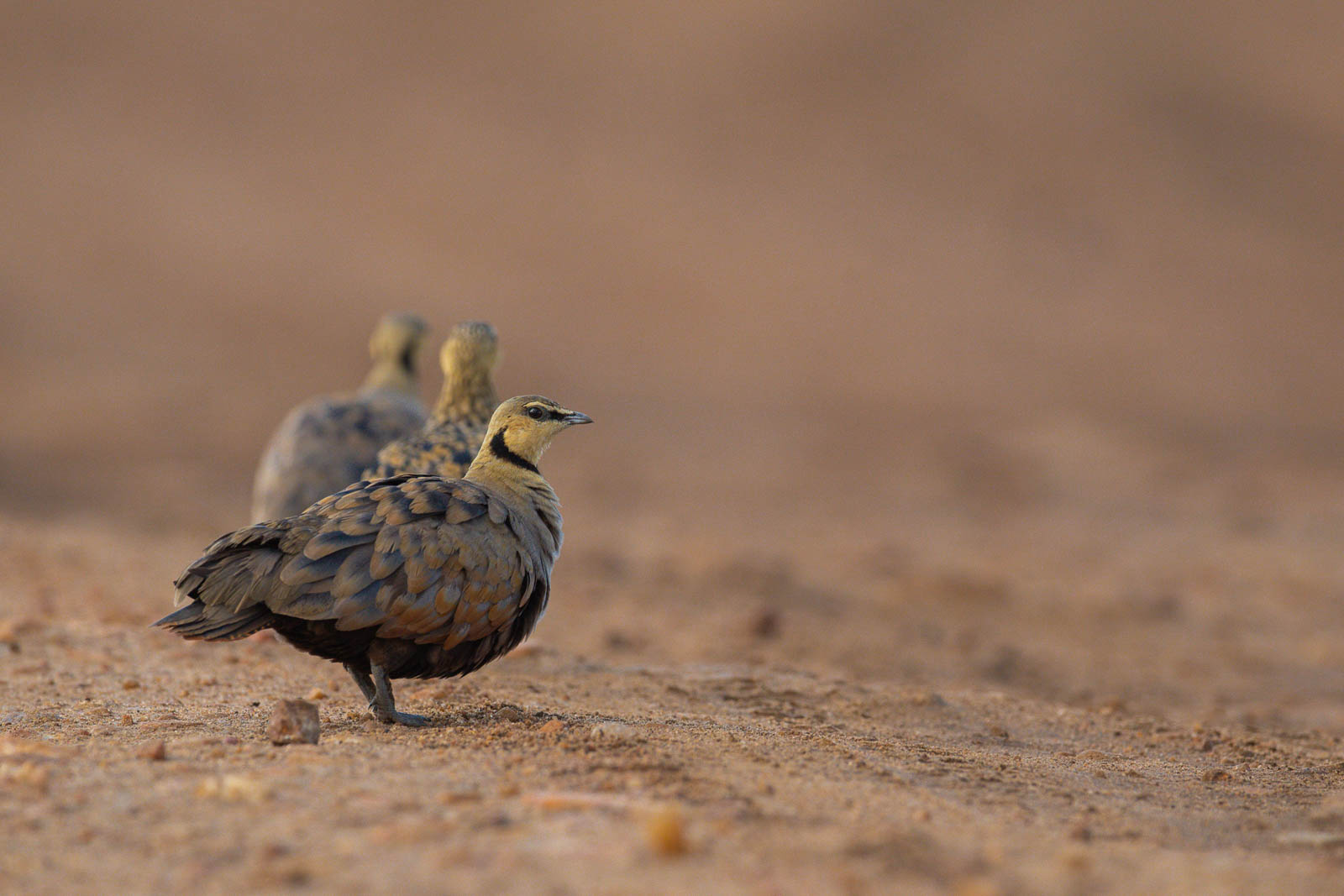 D5B 3520 &mdash; Birds of Ilora Retreats, Masai Mara