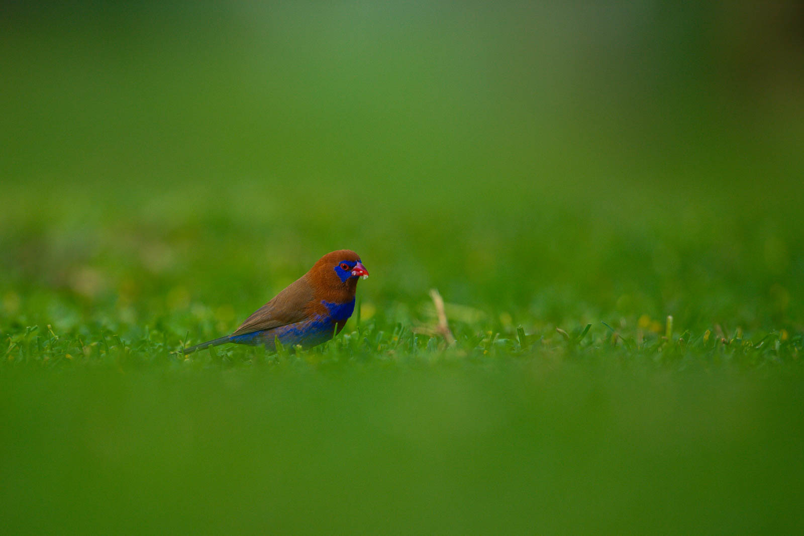 D5B 6019 &mdash; Birds of Ilora Retreats, Masai Mara