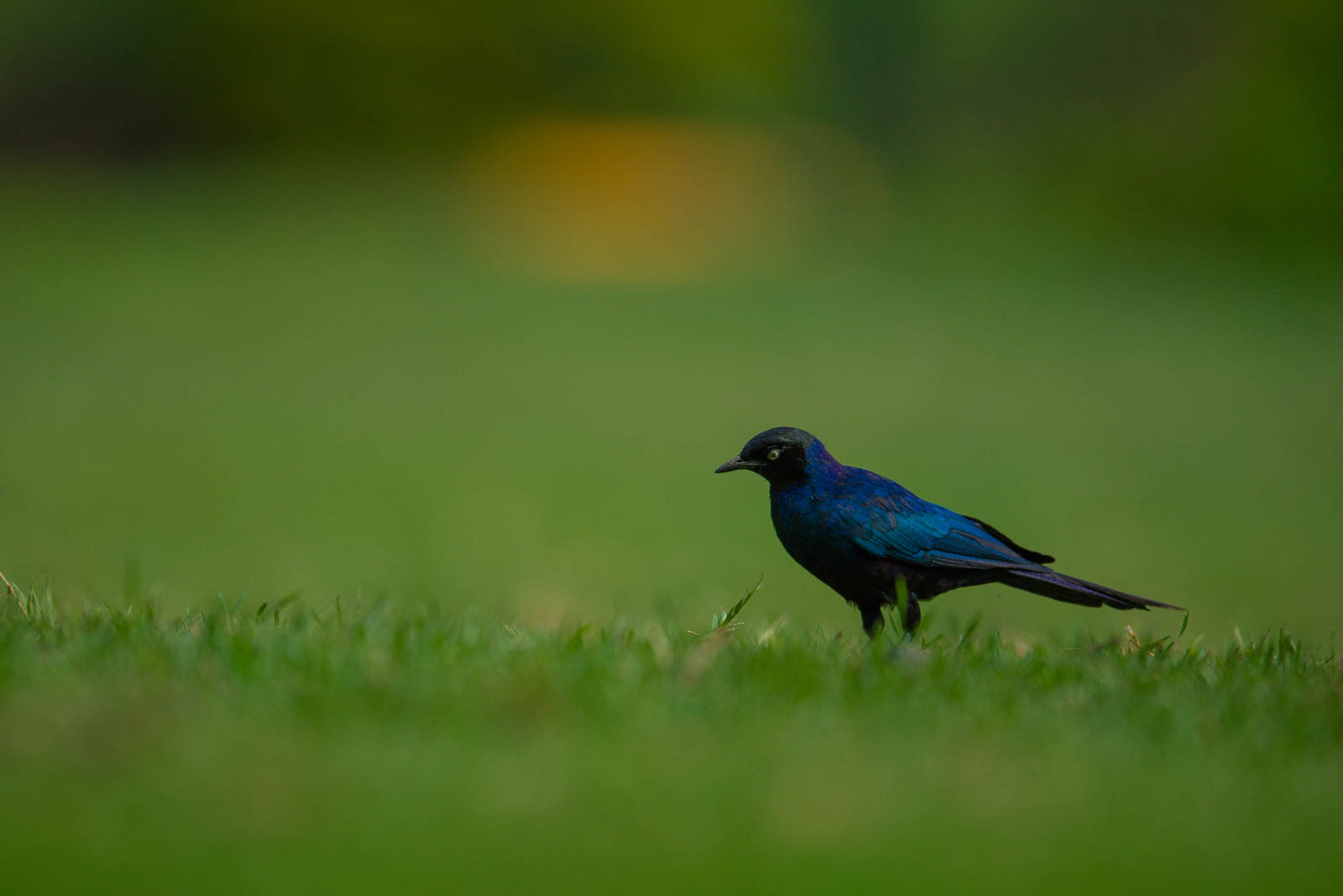 D5B 6050 &mdash; Birds of Ilora Retreats, Masai Mara