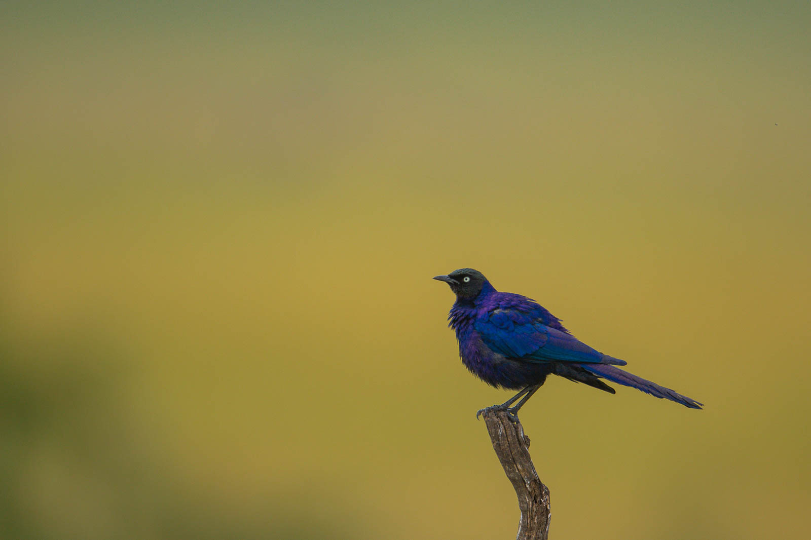 DSC 4286 &mdash; Birds of Ilora Retreats, Masai Mara