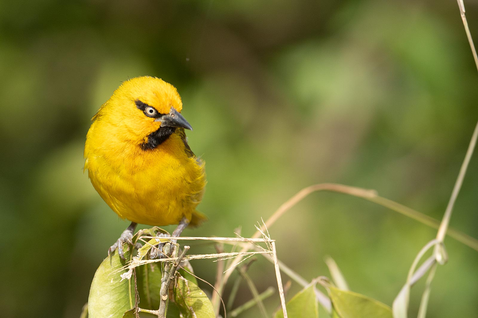 bird-01 &mdash; Birds of Ilora Retreats, Masai Mara