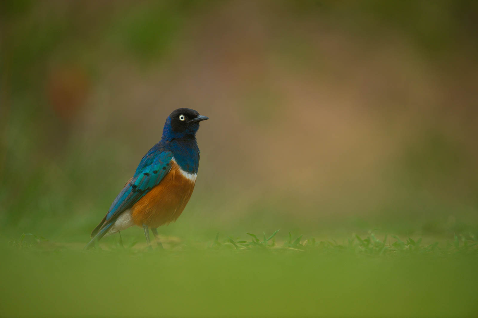 bird-02 &mdash; Birds of Ilora Retreats, Masai Mara