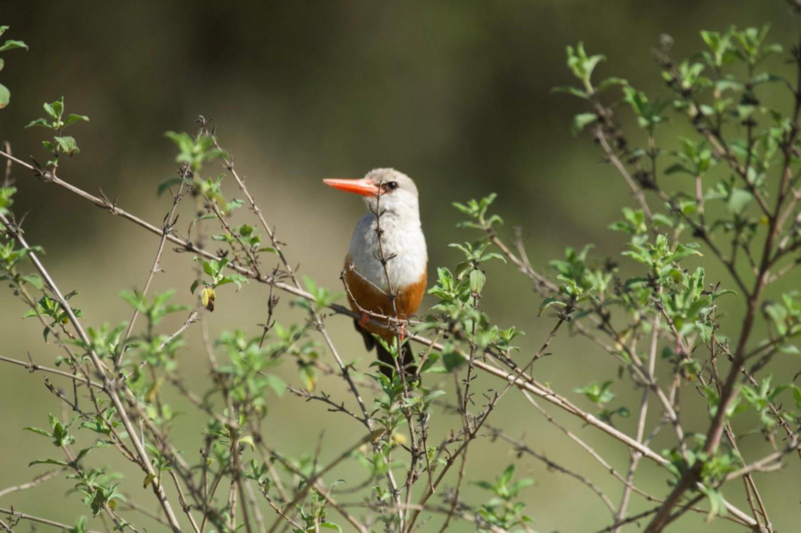dsc 23239 &mdash; Birds of Ilora Retreats, Masai Mara
