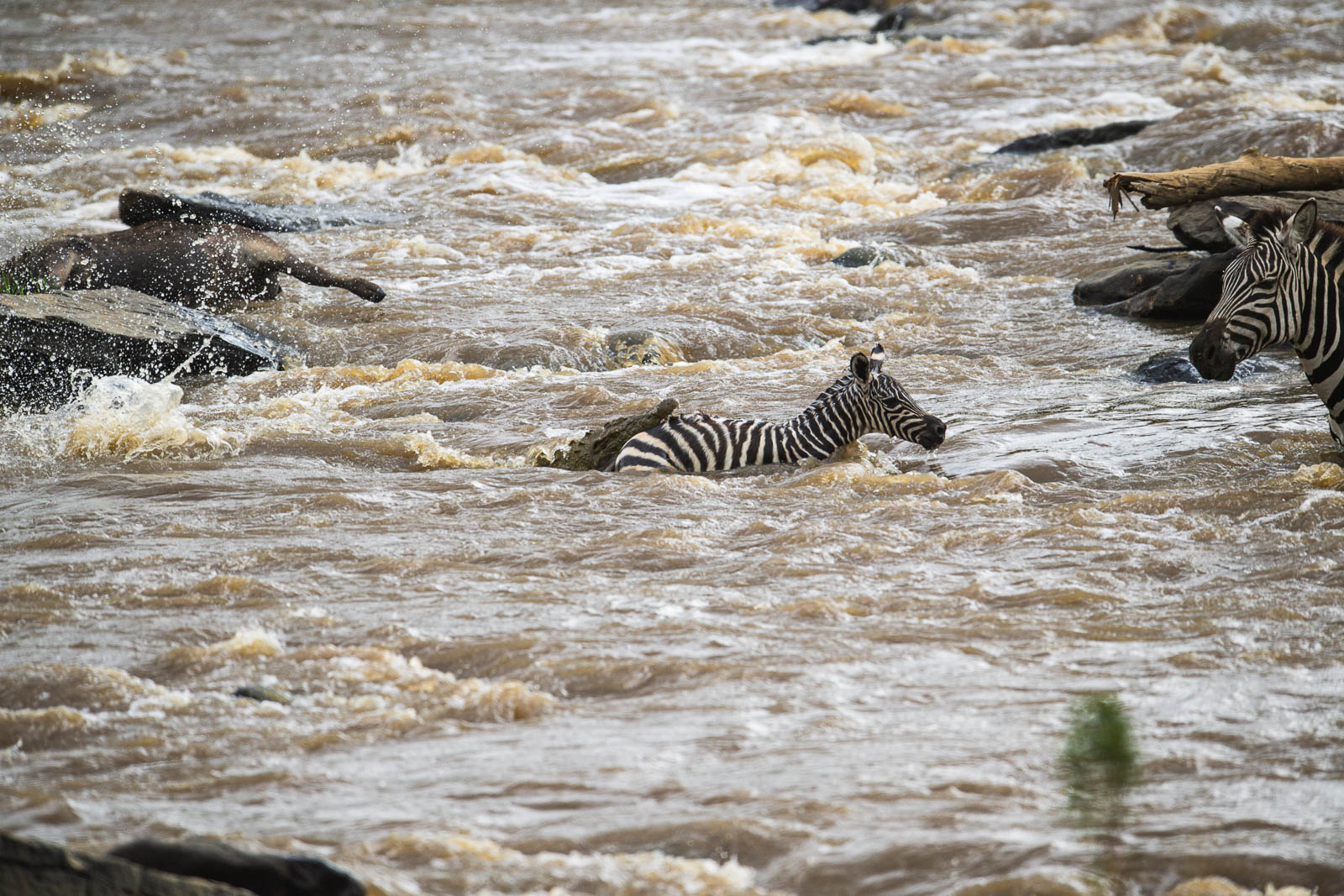 Masai Mara