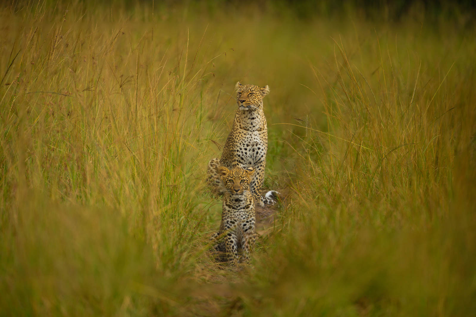 Masai Mara
