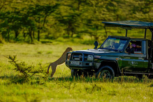 Jeep Safari