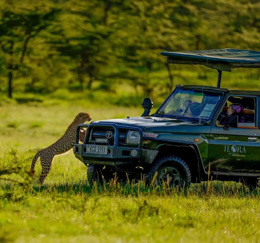 Dawn Game Drive — Ilora Retreats